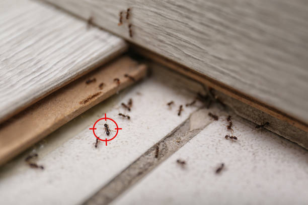 Trusted Crestwood, IL Pest Control Experts